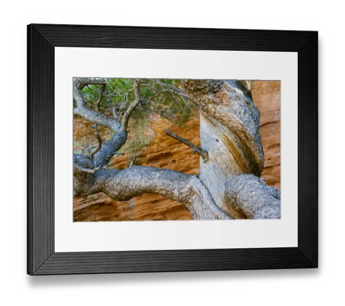 Framed Print : USA, Wyoming. Gnarled and twisted pine tree Framed Print : USA, Wyoming. Gnarled and twisted pine tree