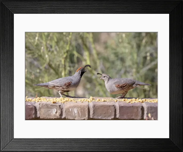 Framed Print : USA, Arizona, Buckeye. Pair of Gambels quail feeding on brick wall Framed Print : USA, Arizona, Buckeye. Pair of Gambels quail feeding on brick wall