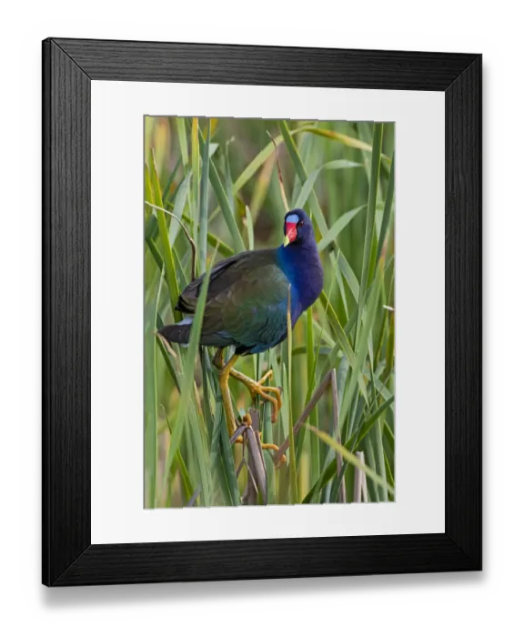 Framed Print : Purple Gallinule (Porphyrio martinica) perched in cattails Framed Print : Purple Gallinule (Porphyrio martinica) perched in cattails