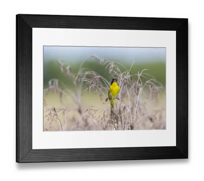 Framed Print : Common Yellowthroat (Geothlypis trichas) male singing in prairie Marion County, Illinois Framed Print : Common Yellowthroat (Geothlypis trichas) male singing in prairie Marion County, Illinois