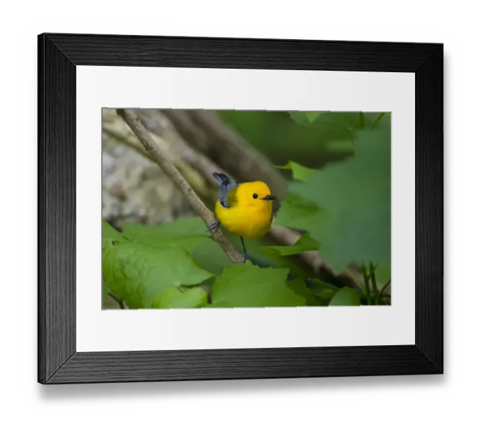 Framed Print : Prothonotary Warbler (Prothonotary citrea) flying Framed Print : Prothonotary Warbler (Prothonotary citrea) flying
