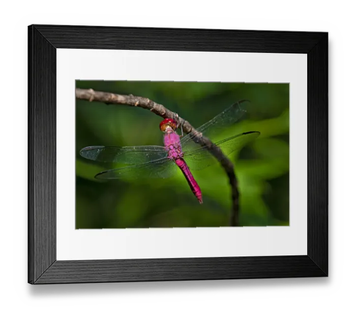 Framed Print : Red-tailed Pennant (Brachymesia furcata) resting on perch Framed Print : Red-tailed Pennant (Brachymesia furcata) resting on perch