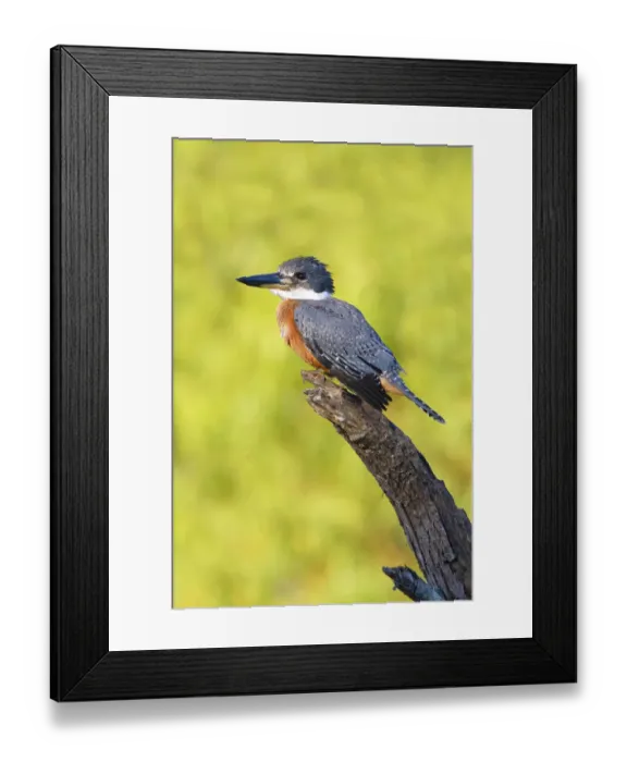 Framed Print : Ringed Kingfisher (Megaceryle torquata) perched Framed Print : Ringed Kingfisher (Megaceryle torquata) perched