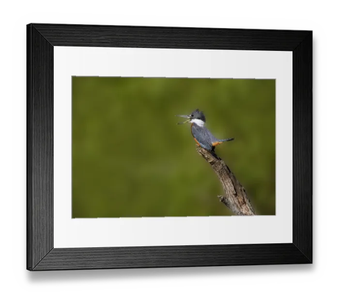 Framed Print : Ringed Kingfisher (Megaceryle torquata) male Framed Print : Ringed Kingfisher (Megaceryle torquata) male