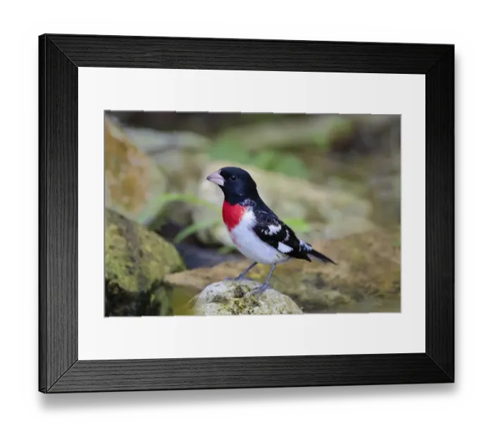 Framed Print : Rose-breasted Grosbeak (Pheucticus ludovicianus) perched Framed Print : Rose-breasted Grosbeak (Pheucticus ludovicianus) perched