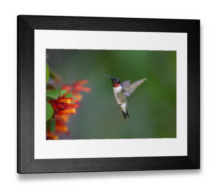 Framed Print : Ruby-throated Hummingbird (Archilochus colubris) flying