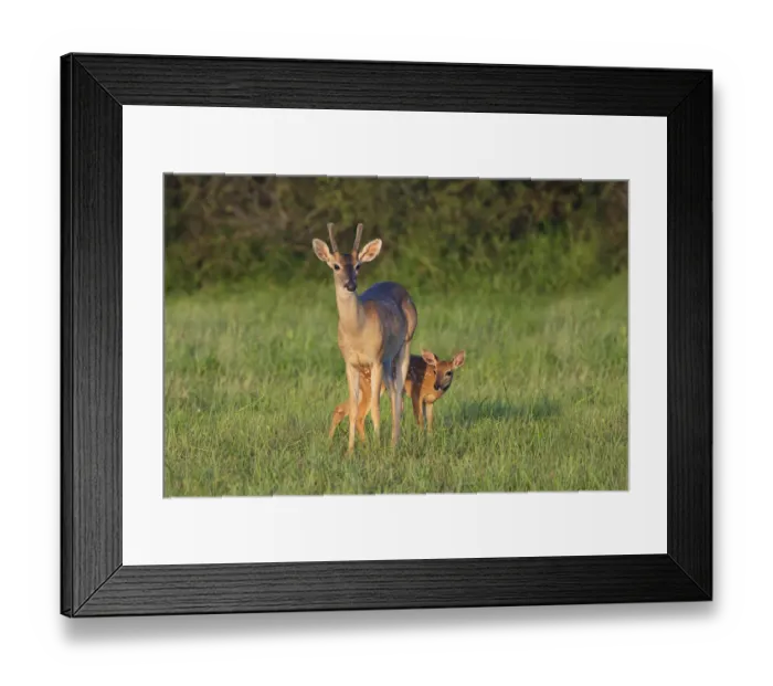 Framed Print : White-tailed Deer (Colinus virginianus) in grassy habitat