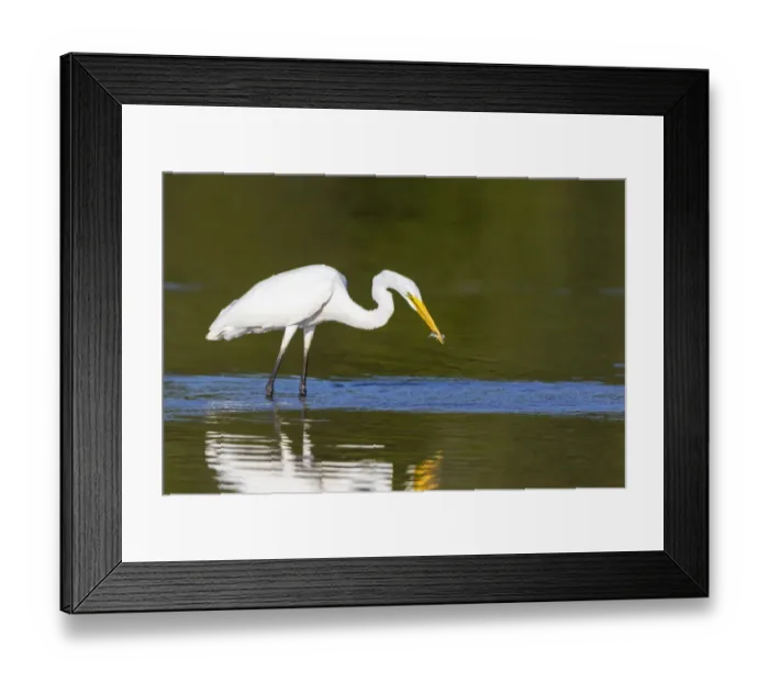 Framed Print : Great Egret (Ardea alba) fishing in wetland Marion County, Illinois Framed Print : Great Egret (Ardea alba) fishing in wetland Marion County, Illinois