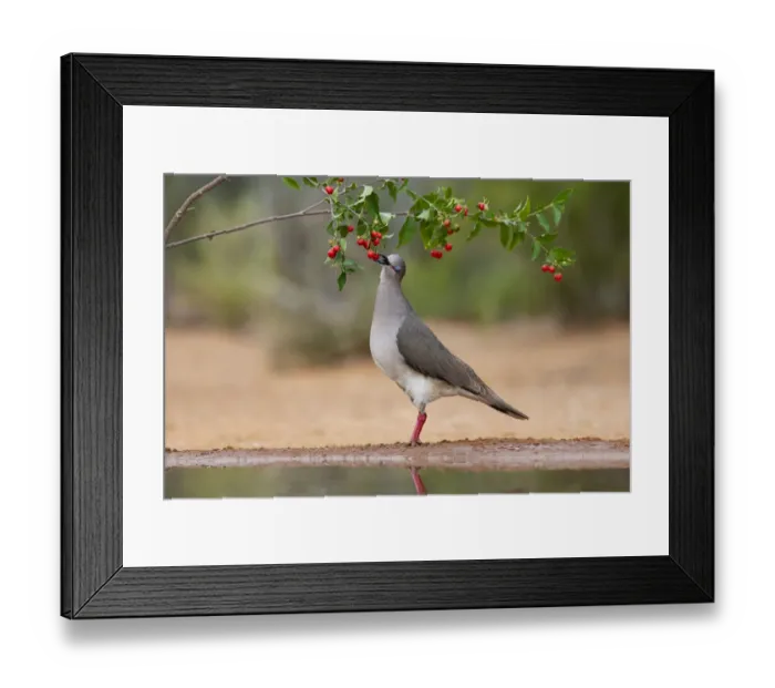 Framed Print : White-tipped Dove (Leptotila verreauxi) feeding on Manzanita fruits