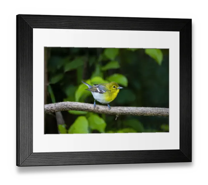 Framed Print : Yellow-throated Vireo (Vireo flavifrons) perched Framed Print : Yellow-throated Vireo (Vireo flavifrons) perched