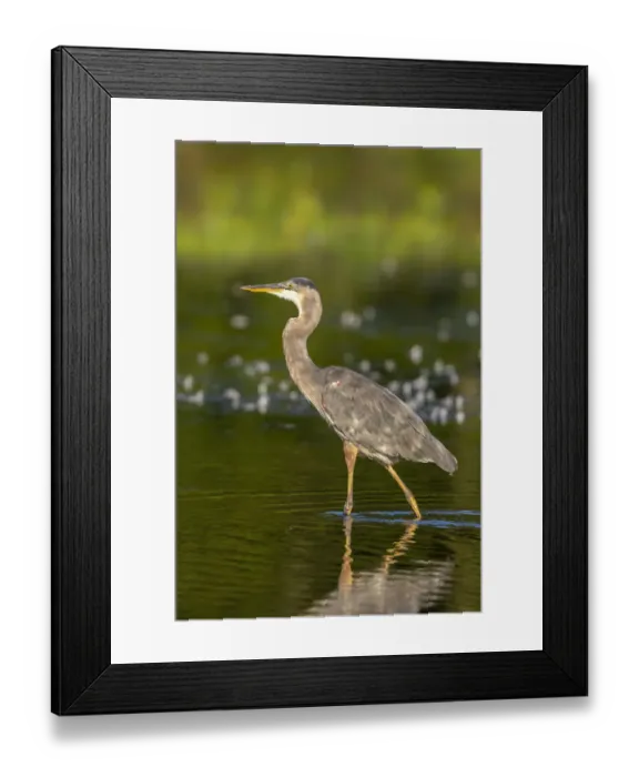 Framed Print : Great Blue Heron (Ardea Herodias) feeding in wetland Marion County, Illinois Framed Print : Great Blue Heron (Ardea Herodias) feeding in wetland Marion County, Illinois