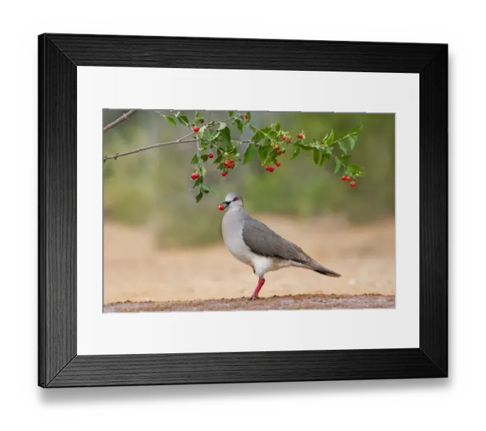 Framed Print : White-tipped Dove (Leptotila verreauxi) feeding on Manzanita fruits Framed Print : White-tipped Dove (Leptotila verreauxi) feeding on Manzanita fruits