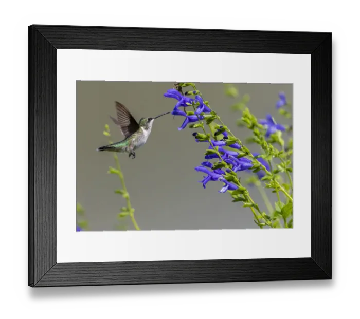 Framed Print : Ruby-throated Hummingbird (Archilochus colubris) at Blue Ensign Salvia