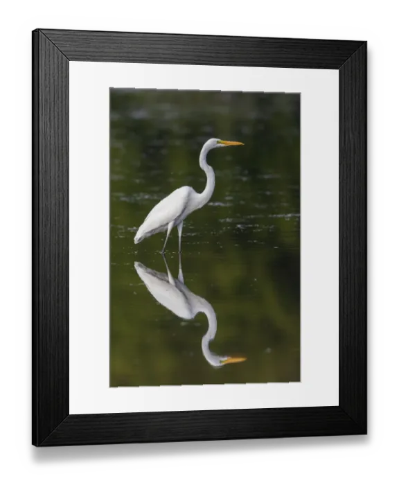 Framed Print : Great Egret (Ardea alba) fishing in wetland Marion County, Illinois Framed Print : Great Egret (Ardea alba) fishing in wetland Marion County, Illinois