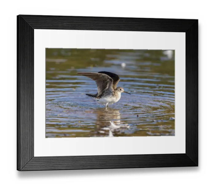Framed Print : Solitary Sandpiper (Tringa solitaria) bathing in wetland Marion County, Illinois