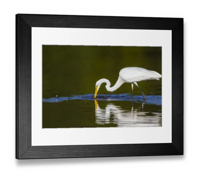Framed Print : Great Egret (Ardea alba) fishing in wetland Marion County, Illinois