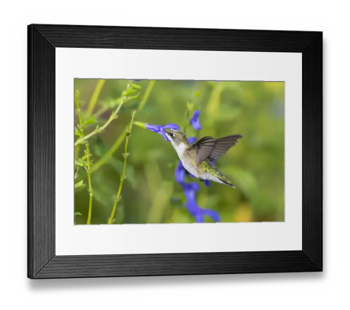 Framed Print : Ruby-throated Hummingbird (Archilochus colubris) at Blue Ensign Salvia