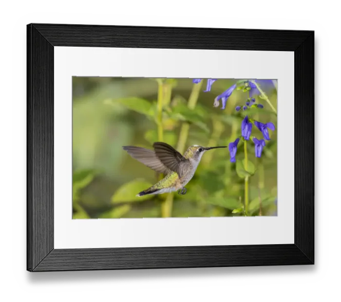 Framed Print : Ruby-throated Hummingbird (Archilochus colubris) at Blue Ensign Salvia