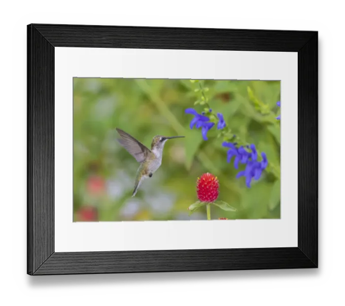 Framed Print : Ruby-throated Hummingbird (Archilochus colubris) at Blue Ensign Salvia Framed Print : Ruby-throated Hummingbird (Archilochus colubris) at Blue Ensign Salvia