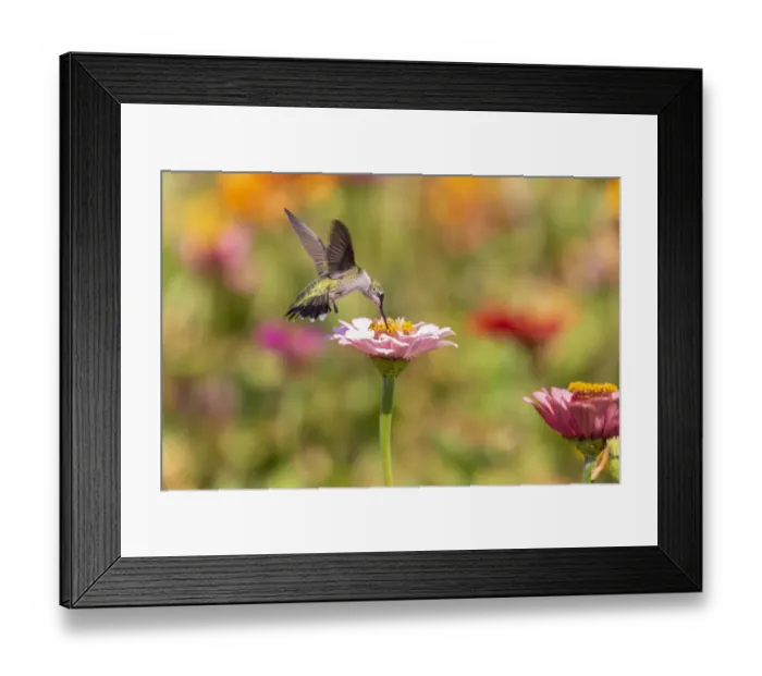 Framed Print : Ruby-throated Hummingbird (Archilochus colubris) at Zinnias Union County, Illinois