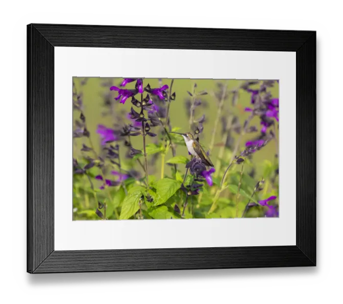 Framed Print : Ruby-throated Hummingbird (Archilochus colubris) at Salvia Purple and Bloom Framed Print : Ruby-throated Hummingbird (Archilochus colubris) at Salvia Purple and Bloom