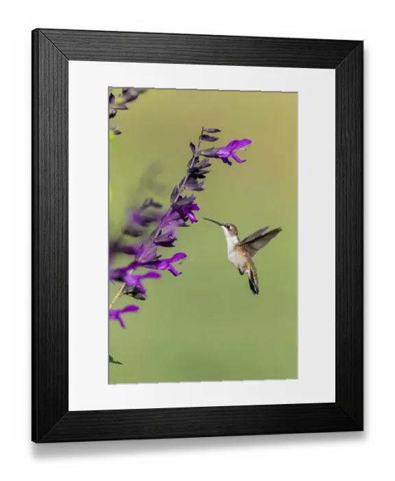 Framed Print : Ruby-throated Hummingbird (Archilochus colubris) at Salvia Purple and Bloom Framed Print : Ruby-throated Hummingbird (Archilochus colubris) at Salvia Purple and Bloom