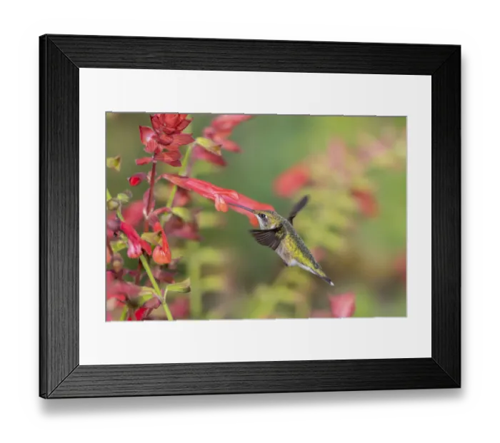 Framed Print : Ruby-throated Hummingbird (Archilochus colubris) at Skyscraper Orange Salvia