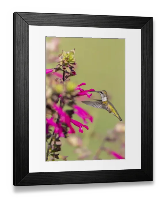 Framed Print : Ruby-throated Hummingbird (Archilochus colubris) at Salvia Fuchsia Framed Print : Ruby-throated Hummingbird (Archilochus colubris) at Salvia Fuchsia