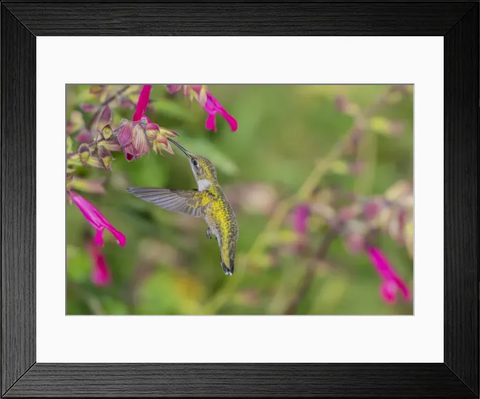 Framed Print : Ruby-throated Hummingbird (Archilochus colubris) at Salvia Fuchsia