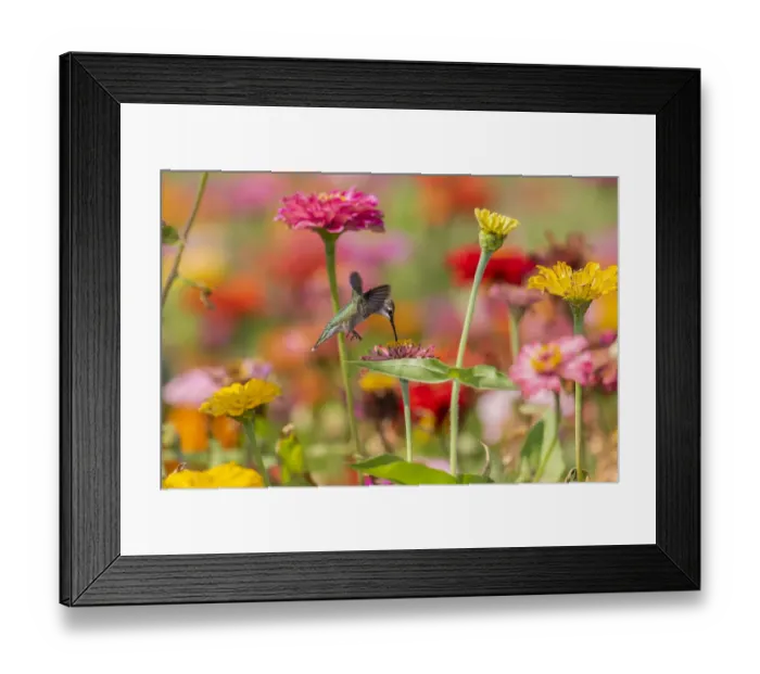 Framed Print : Ruby-throated Hummingbird (Archilochus colubris) at Zinnias Union County, Illinois Framed Print : Ruby-throated Hummingbird (Archilochus colubris) at Zinnias Union County, Illinois