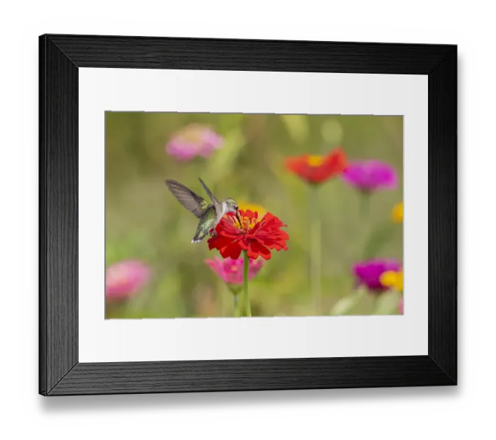 Framed Print : Ruby-throated Hummingbird (Archilochus colubris) at Zinnias Union County, Illinois Framed Print : Ruby-throated Hummingbird (Archilochus colubris) at Zinnias Union County, Illinois