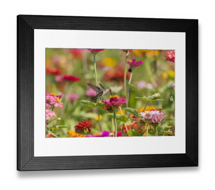 Framed Print : Ruby-throated Hummingbird (Archilochus colubris) at Zinnias Union County, Illinois Framed Print : Ruby-throated Hummingbird (Archilochus colubris) at Zinnias Union County, Illinois