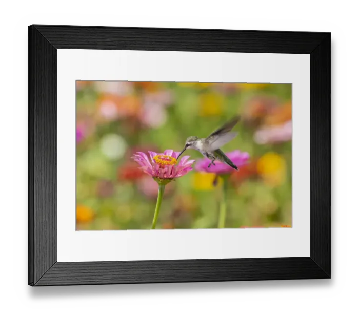 Framed Print : Ruby-throated Hummingbird (Archilochus colubris) at Zinnias Union County, Illinois Framed Print : Ruby-throated Hummingbird (Archilochus colubris) at Zinnias Union County, Illinois