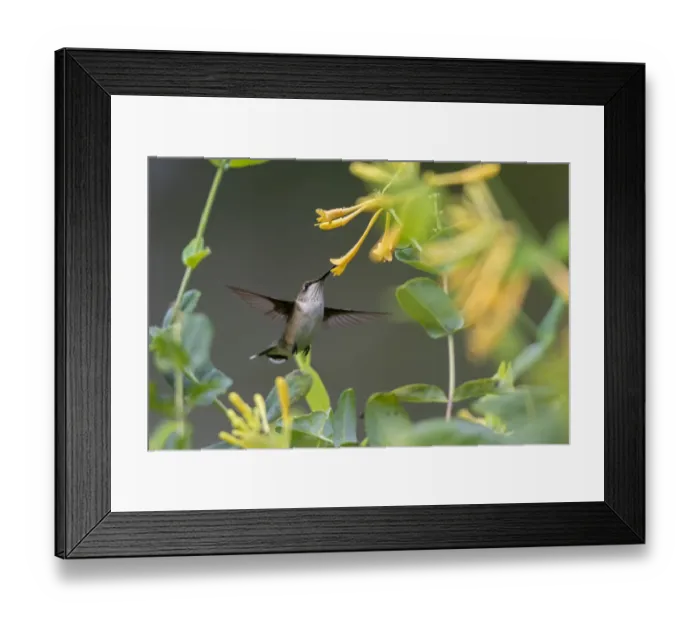 Framed Print : Ruby-throated Hummingbird (Archilochus colubris) at honeysuckle (Lonicera sempervirens f) Framed Print : Ruby-throated Hummingbird (Archilochus colubris) at honeysuckle (Lonicera sempervirens f)