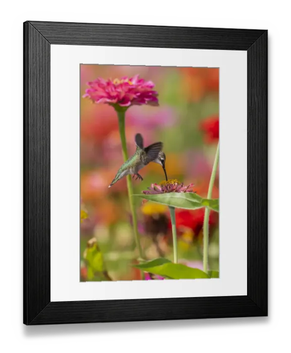 Framed Print : Ruby-throated Hummingbird (Archilochus colubris) at Zinnias Union County, Illinois
