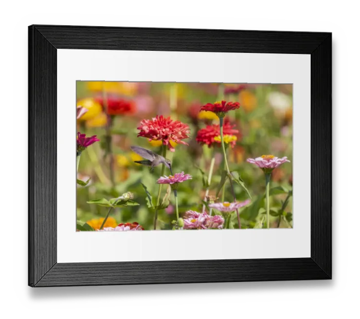 Framed Print : Ruby-throated Hummingbird (Archilochus colubris) at Zinnias Union County, Illinois Framed Print : Ruby-throated Hummingbird (Archilochus colubris) at Zinnias Union County, Illinois