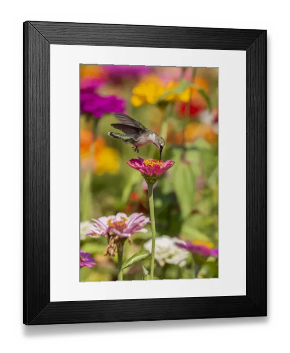 Framed Print : Ruby-throated Hummingbird (Archilochus colubris) at Zinnias Union County, Illinois Framed Print : Ruby-throated Hummingbird (Archilochus colubris) at Zinnias Union County, Illinois