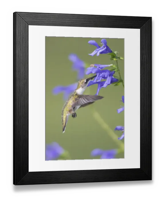 Framed Print : Ruby-throated Hummingbird (Archilochus colubris) at Blue Ensign Salvia Framed Print : Ruby-throated Hummingbird (Archilochus colubris) at Blue Ensign Salvia
