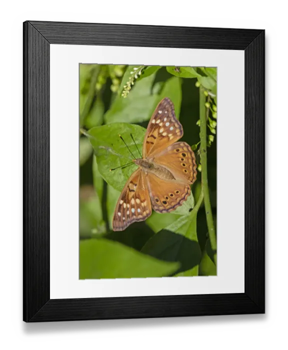 Framed Print : Tawny Emperor (Asterocampa clyton) sunning