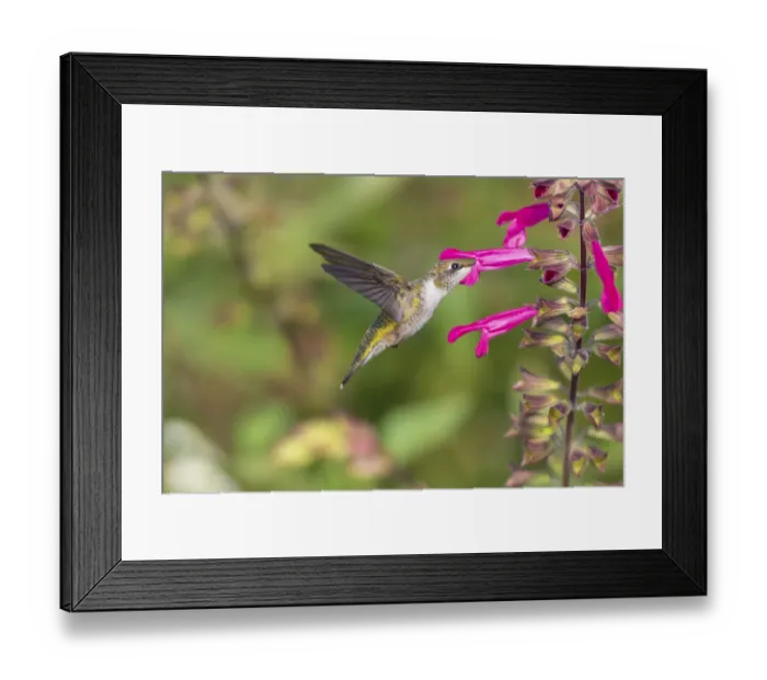 Framed Print : Ruby-throated Hummingbird (Archilochus colubris) at Salvia Fuchsia Framed Print : Ruby-throated Hummingbird (Archilochus colubris) at Salvia Fuchsia