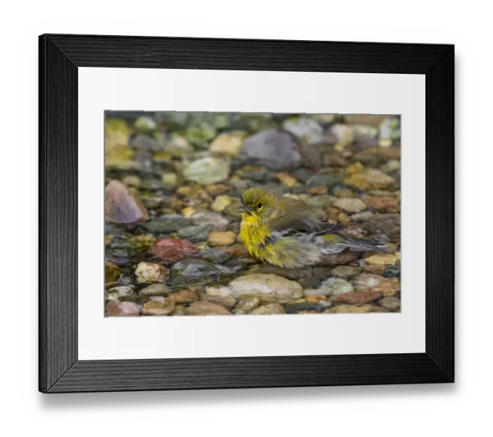 Framed Print : Pine Warbler (Setophaga pinus) bathing Marion County, Illinois Framed Print : Pine Warbler (Setophaga pinus) bathing Marion County, Illinois
