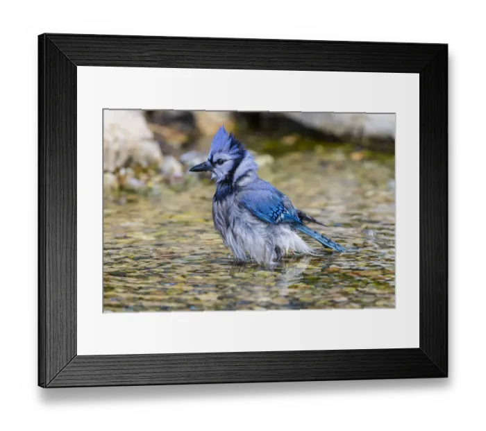 Framed Print : Blue Jay (Cyanocitta cristata) bathing Marion County, Illinois Framed Print : Blue Jay (Cyanocitta cristata) bathing Marion County, Illinois
