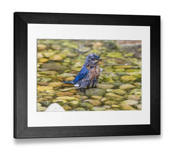 Framed Print : Eastern Bluebird (Sialia sialis) male bathing Marion County, Illinois Framed Print : Eastern Bluebird (Sialia sialis) male bathing Marion County, Illinois