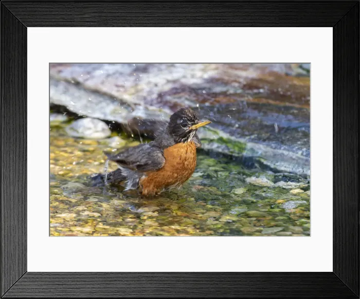 Framed Print : American Robin (Turdus migratorius) bathing Marion County, Illinois Framed Print : American Robin (Turdus migratorius) bathing Marion County, Illinois