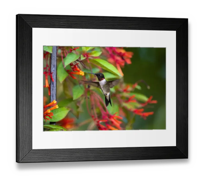 Framed Print : Ruby-throated Hummingbird (Archilochus colubris) hovering