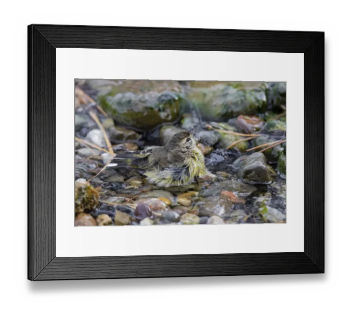 Framed Print : Palm Warbler (Setophaga palmarum) bathing Marion County, Illinois