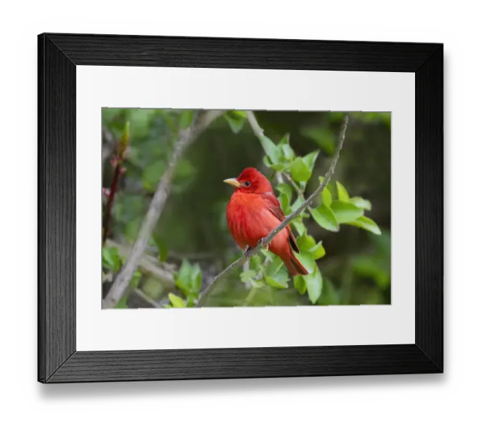 Framed Print : Summer Tanager (Piranga rubra) perched Framed Print : Summer Tanager (Piranga rubra) perched