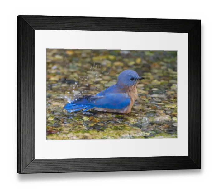 Framed Print : Eastern Bluebird (Sialia sialis) male bathing Marion County, Illinois Framed Print : Eastern Bluebird (Sialia sialis) male bathing Marion County, Illinois