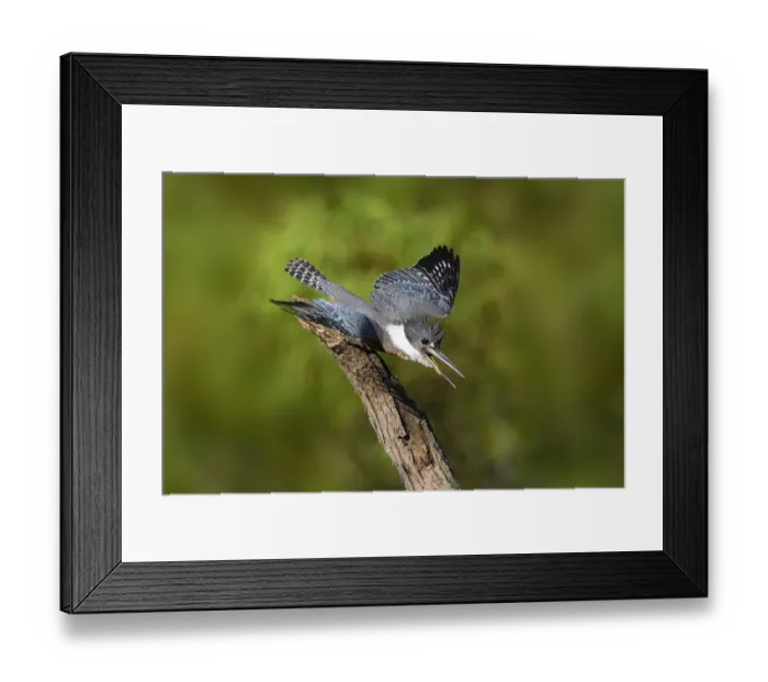 Framed Print : Ringed Kingfisher (Megaceryle torquata) male