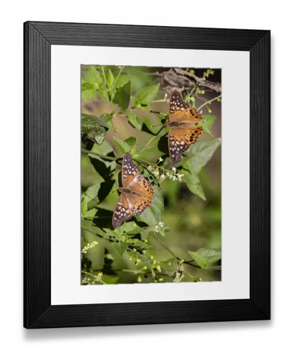 Framed Print : Tawny Emperor (Asterocampa clyton) sunning